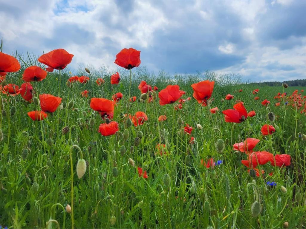 Giżycko-Przerwanki Domki Widok na Mazury Zewnętrze zdjęcie