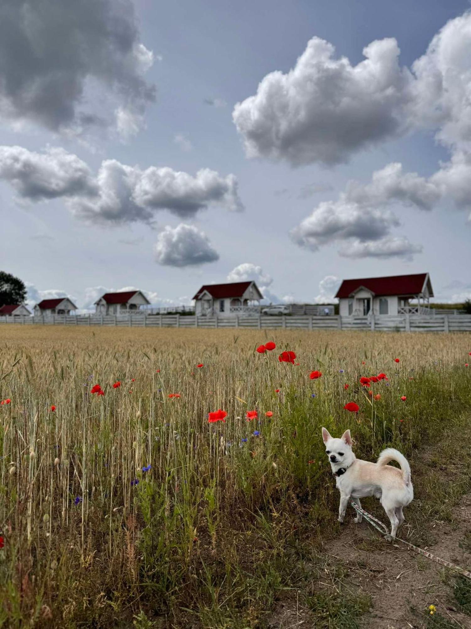 Giżycko-Przerwanki Domki Widok na Mazury Zewnętrze zdjęcie